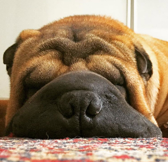 Illustration de l'article : 17 photos de chiens Shar-Pei prouvant qu'une peau plissée peut être la plus jolie des choses